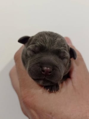 Les chiots de Staffordshire Bull Terrier