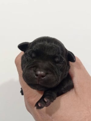 Les chiots de Staffordshire Bull Terrier