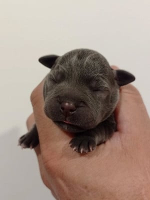 Les chiots de Staffordshire Bull Terrier