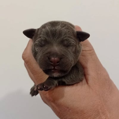 Staffordshire Bull Terrier