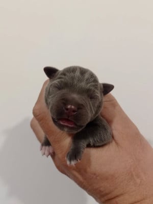 Les chiots de Staffordshire Bull Terrier