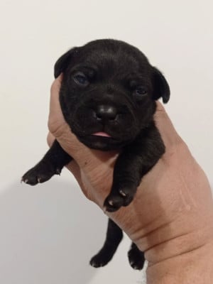 Les chiots de Staffordshire Bull Terrier