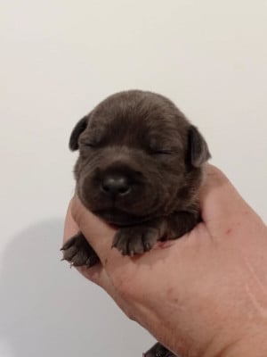 Les chiots de Staffordshire Bull Terrier