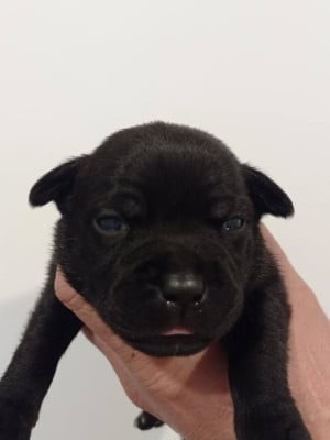 Les chiots de Staffordshire Bull Terrier