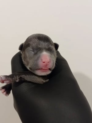 FEMELLE 2 - American Staffordshire Terrier