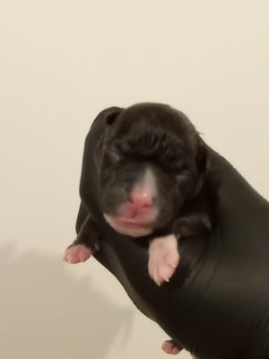 MALE 1 - American Staffordshire Terrier