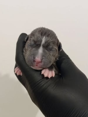 MALE 3 - American Staffordshire Terrier