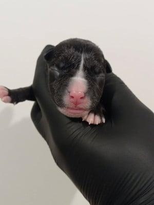 MALE 2 - American Staffordshire Terrier