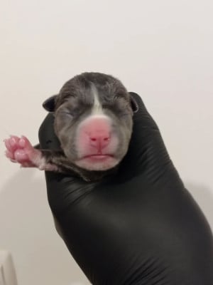 MALE 4 - American Staffordshire Terrier