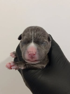 MALE 5 - American Staffordshire Terrier