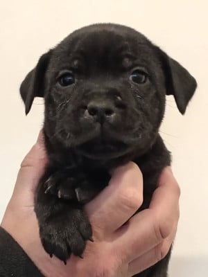 Les chiots de Staffordshire Bull Terrier