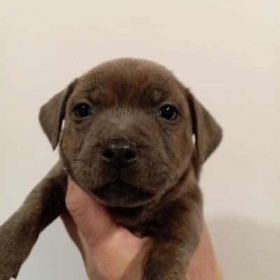 Les chiots de Staffordshire Bull Terrier