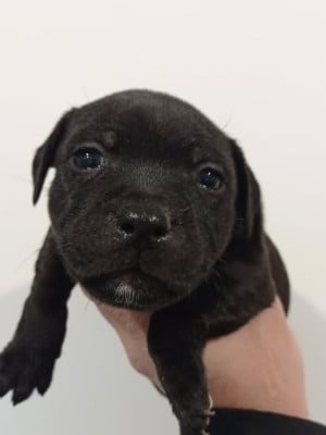 Les chiots de Staffordshire Bull Terrier