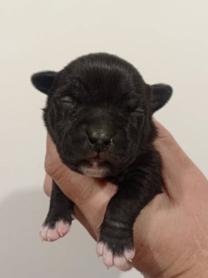 Les chiots de American Staffordshire Terrier