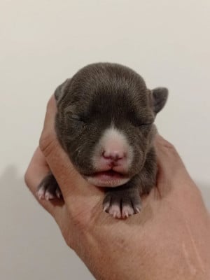 Les chiots de American Staffordshire Terrier