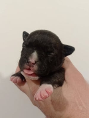 Les chiots de American Staffordshire Terrier