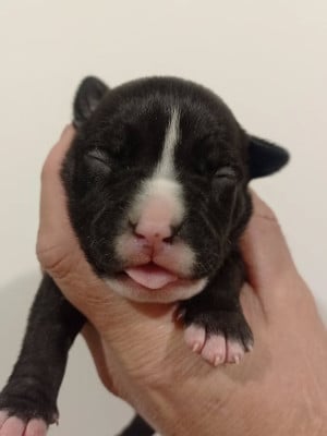 Les chiots de American Staffordshire Terrier