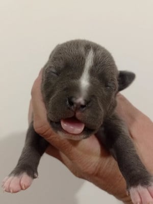 Les chiots de American Staffordshire Terrier