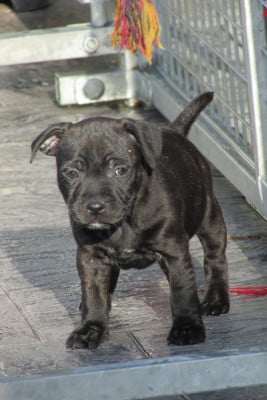 Les chiots de Staffordshire Bull Terrier