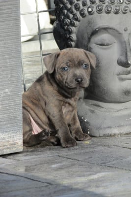 Les chiots de Staffordshire Bull Terrier