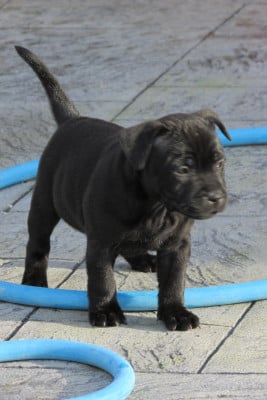 Les chiots de Staffordshire Bull Terrier