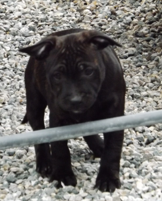 Les chiots de Staffordshire Bull Terrier