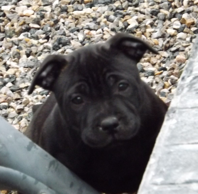 Les chiots de Staffordshire Bull Terrier