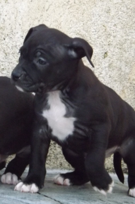 Les chiots de American Staffordshire Terrier