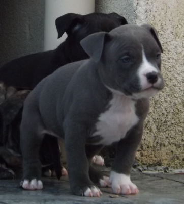 Les chiots de American Staffordshire Terrier