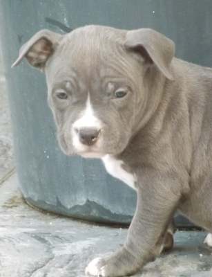 Les chiots de American Staffordshire Terrier