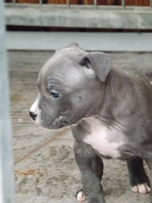Les chiots de American Staffordshire Terrier