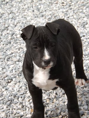 Les chiots de American Staffordshire Terrier
