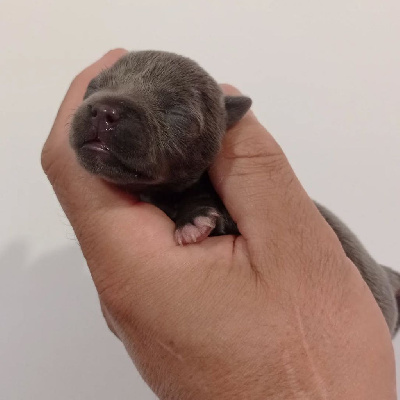 Les chiots de Staffordshire Bull Terrier