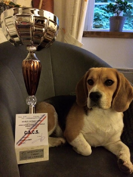 Havanna (Sans Affixe) - 1° Excellent - CACS - Meilleur de sexe opposé