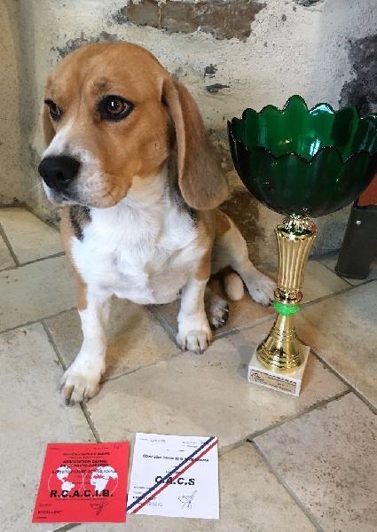 Havanna (Sans Affixe) - 1° Excellent - CACS - RCACIB