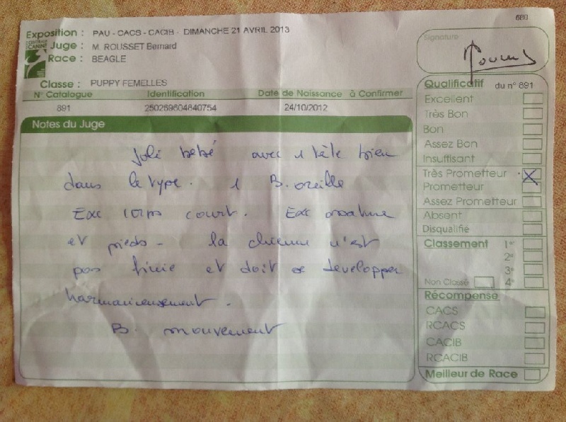 Havanna (Sans Affixe) - Très prometteur