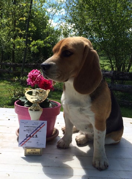 Havanna (Sans Affixe) - 1° Excellent - CACS