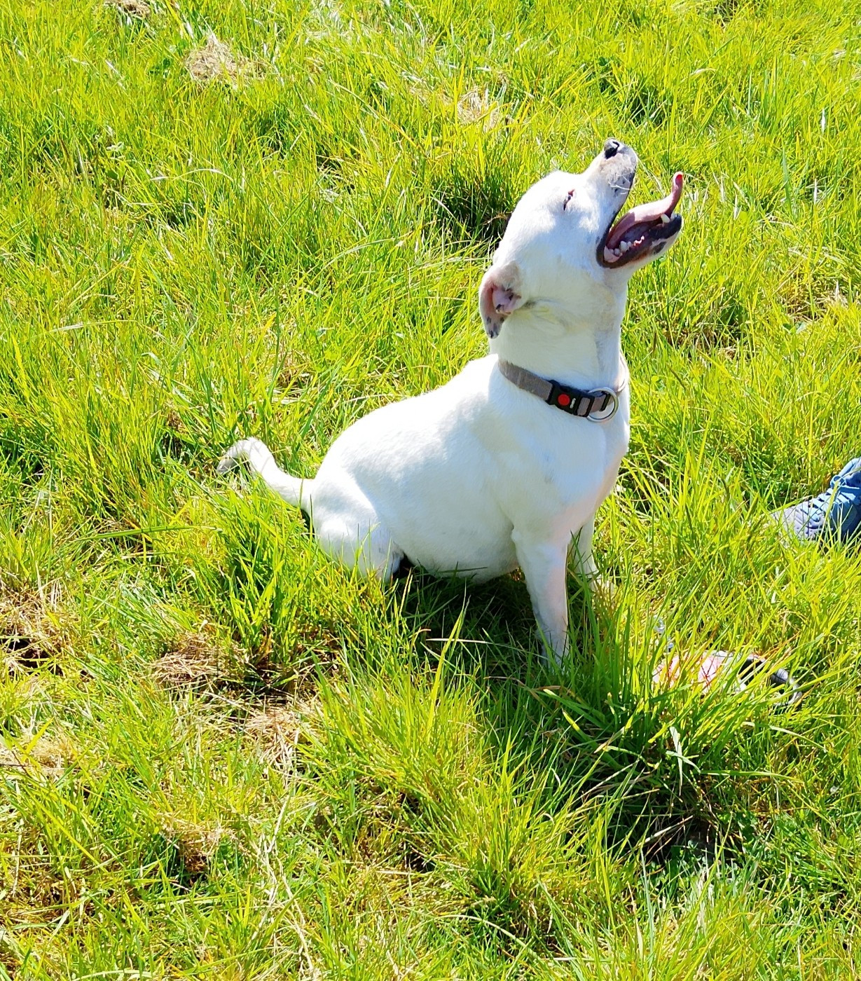 Valiant elanor brandy foot The Dark Staffords