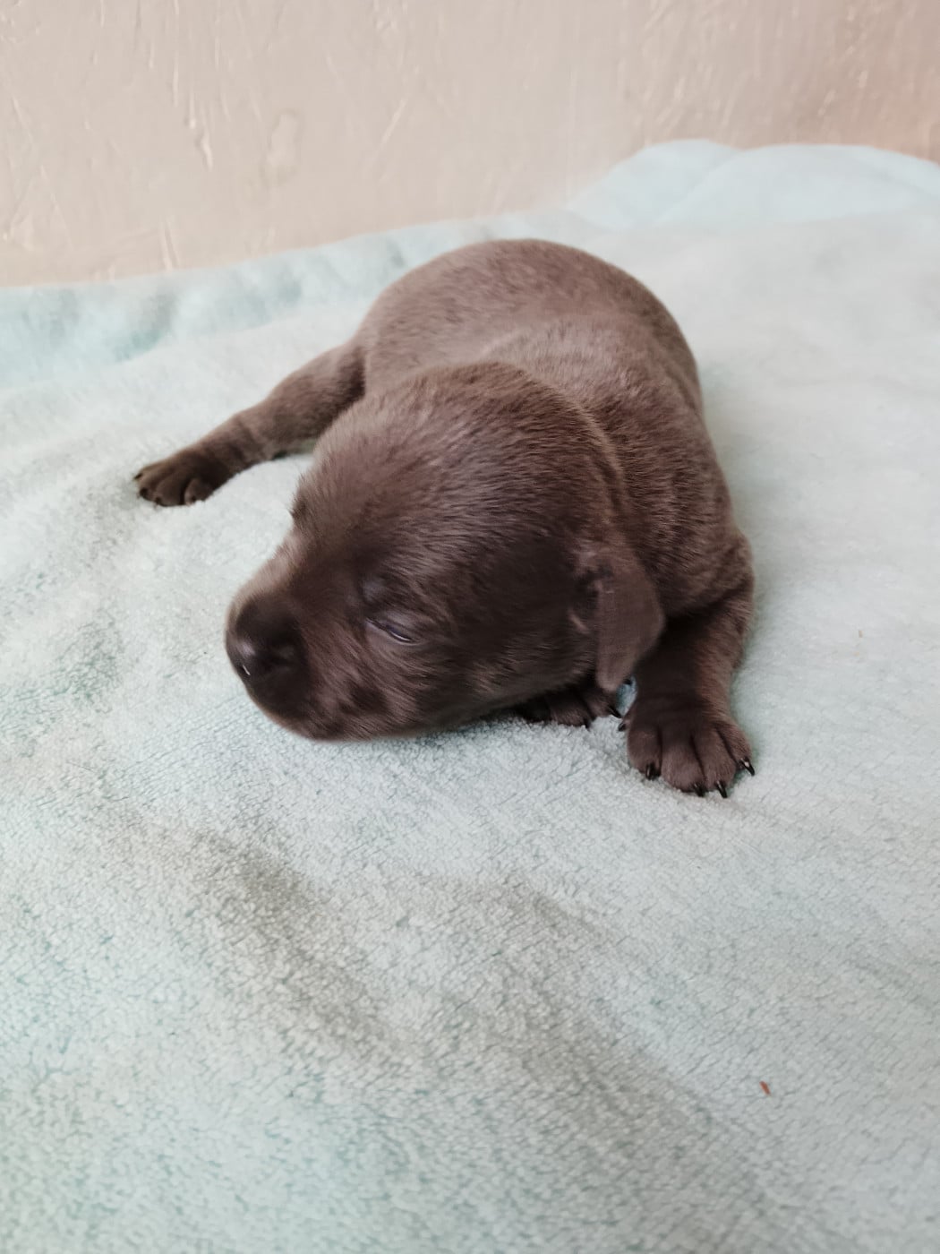 Chiot N°1 - Staffordshire Bull Terrier