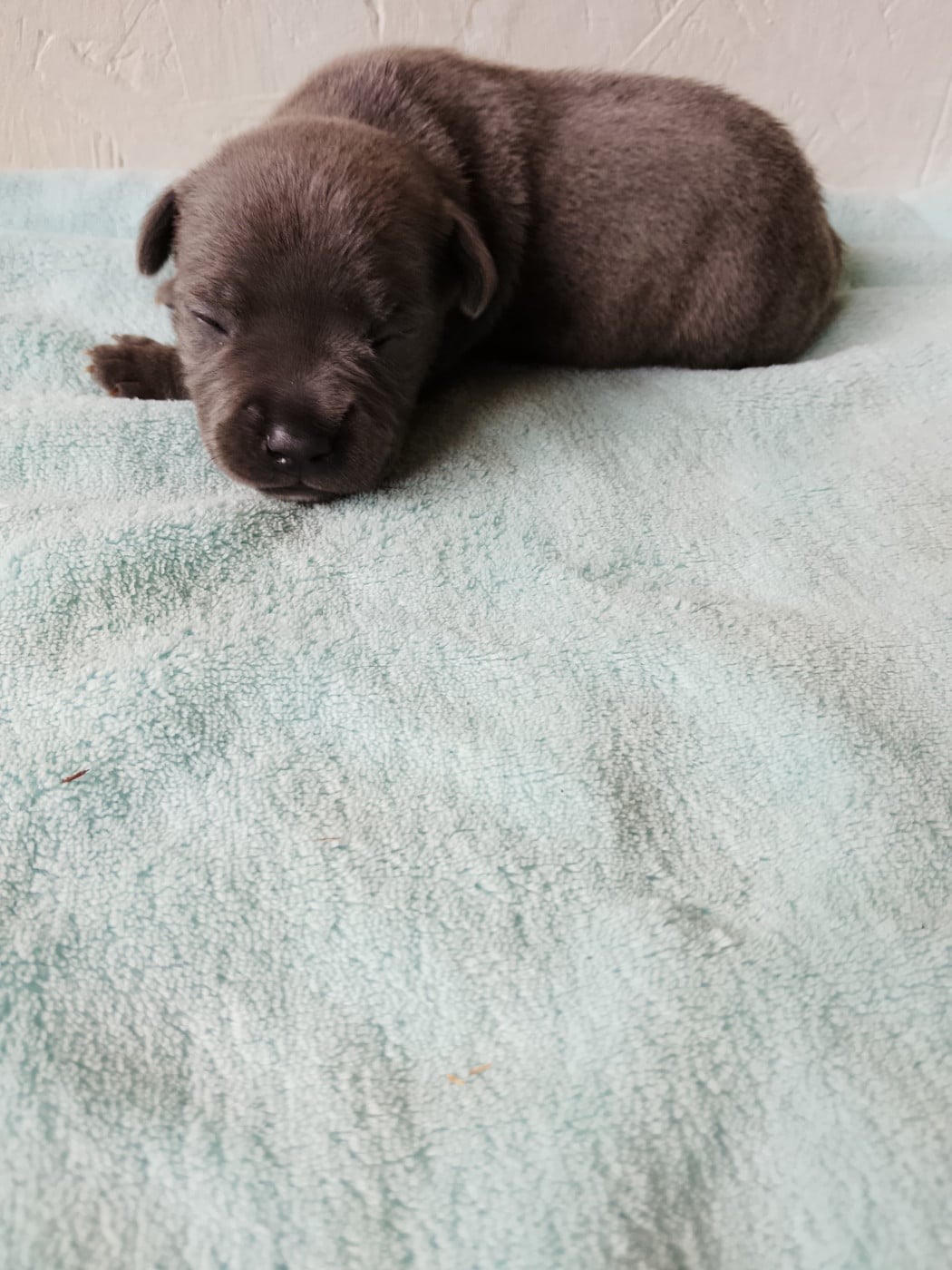 Chiot N°3 - Staffordshire Bull Terrier