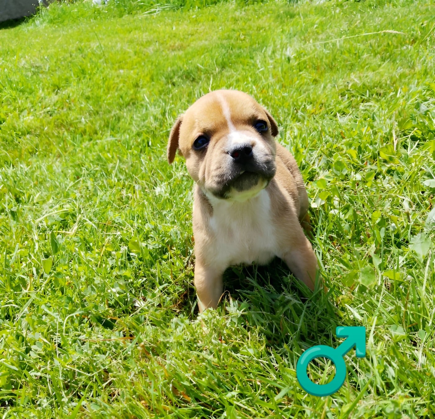 Chiot N°1