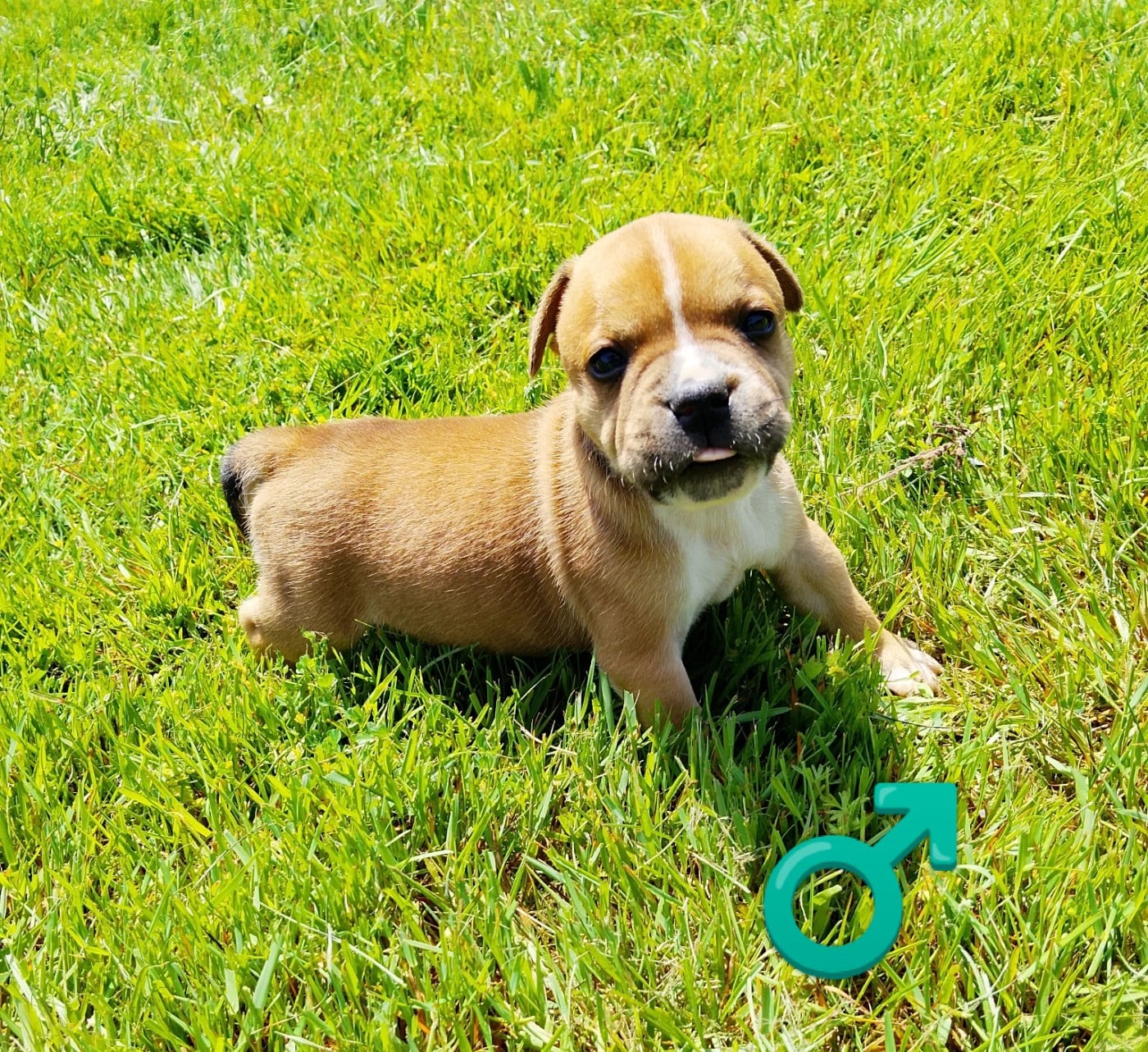 Chiot N°1