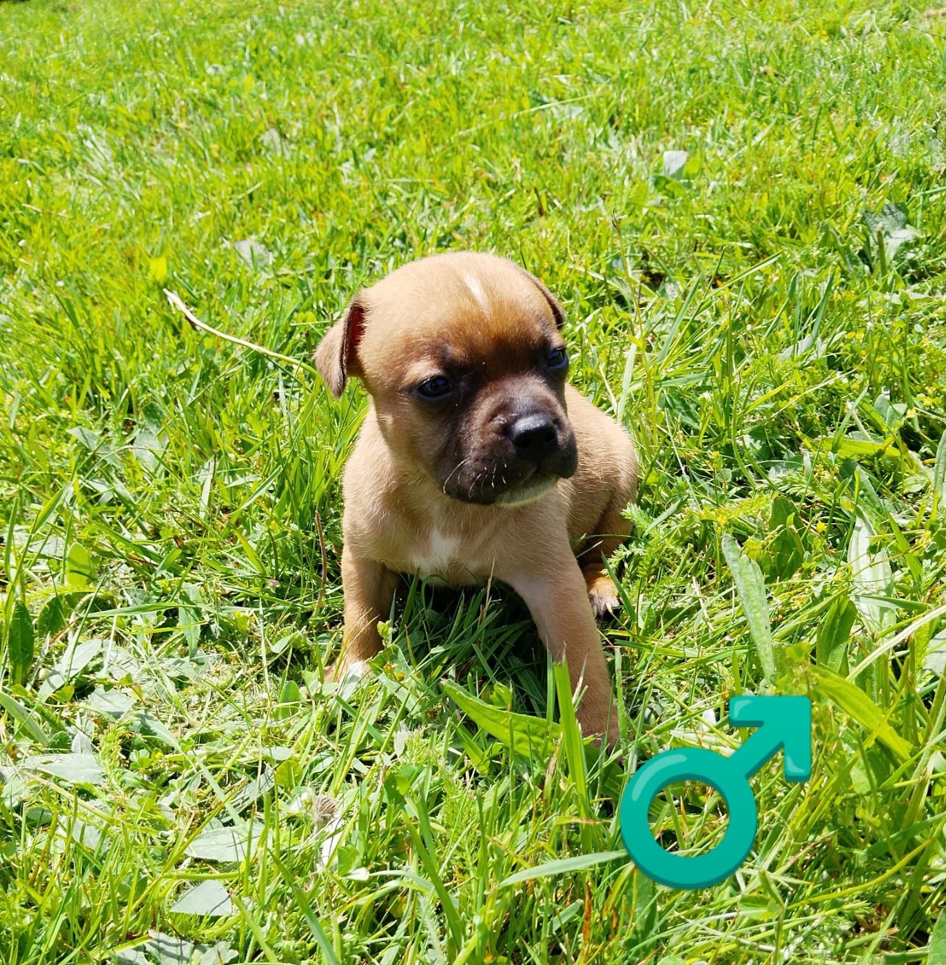 Chiot N°2