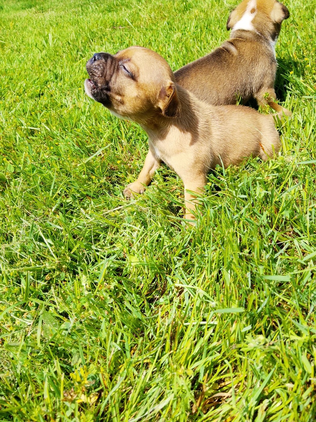 Chiot N°2