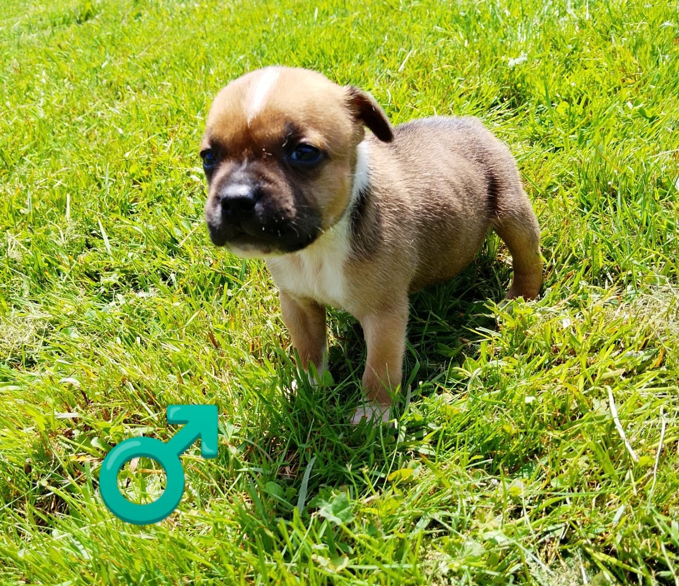 Chiot N°4