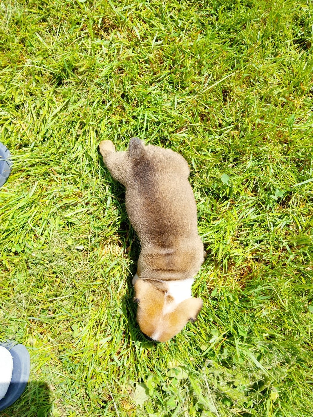 Chiot N°4