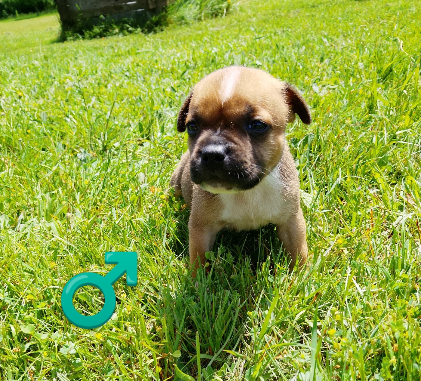 Chiot N°4