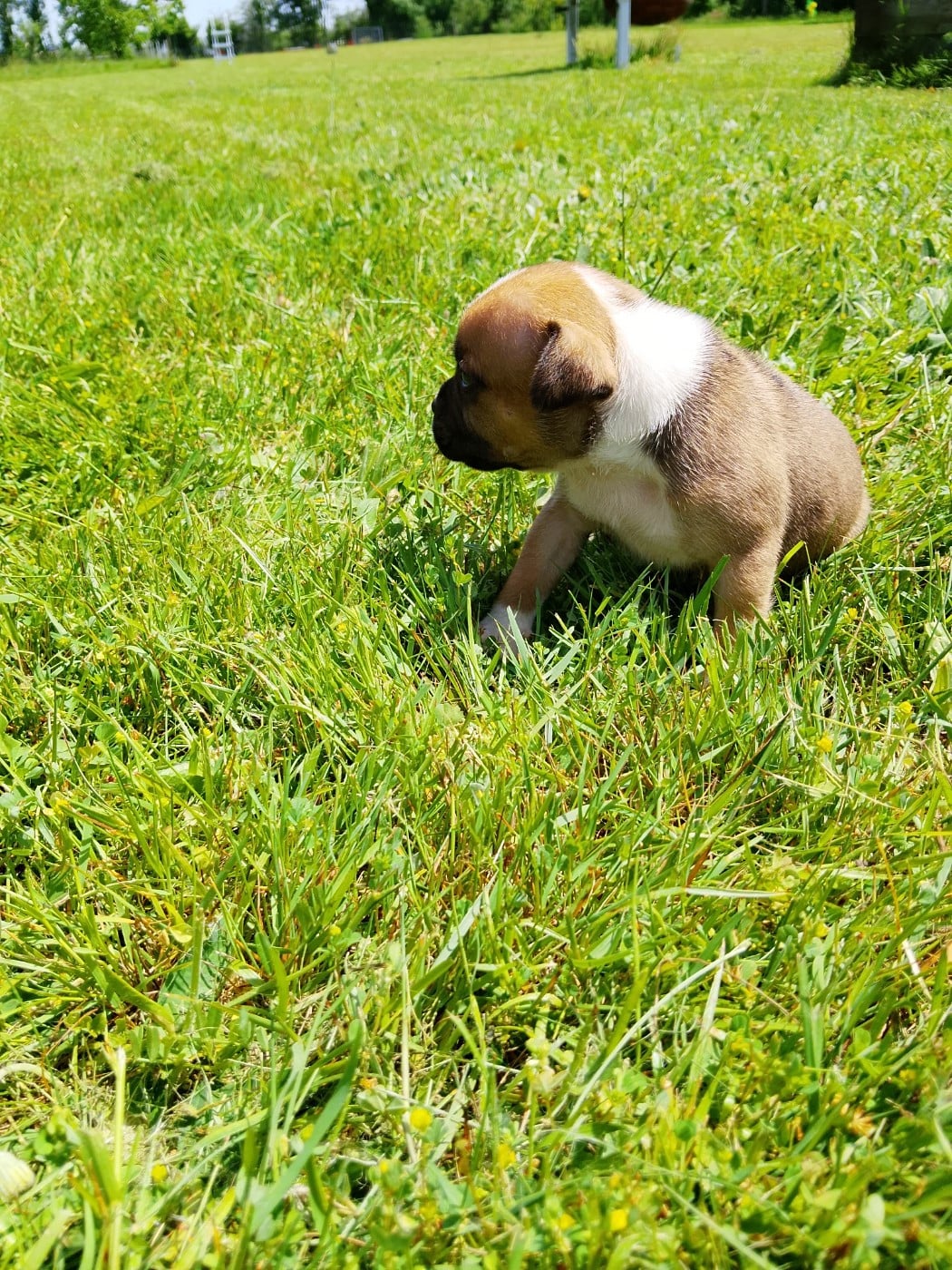 Chiot N°4