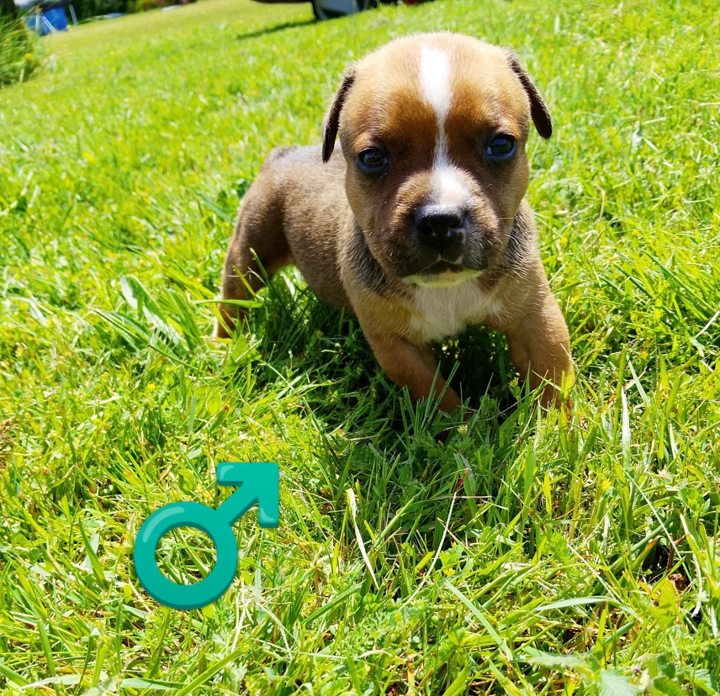 Chiot N°5