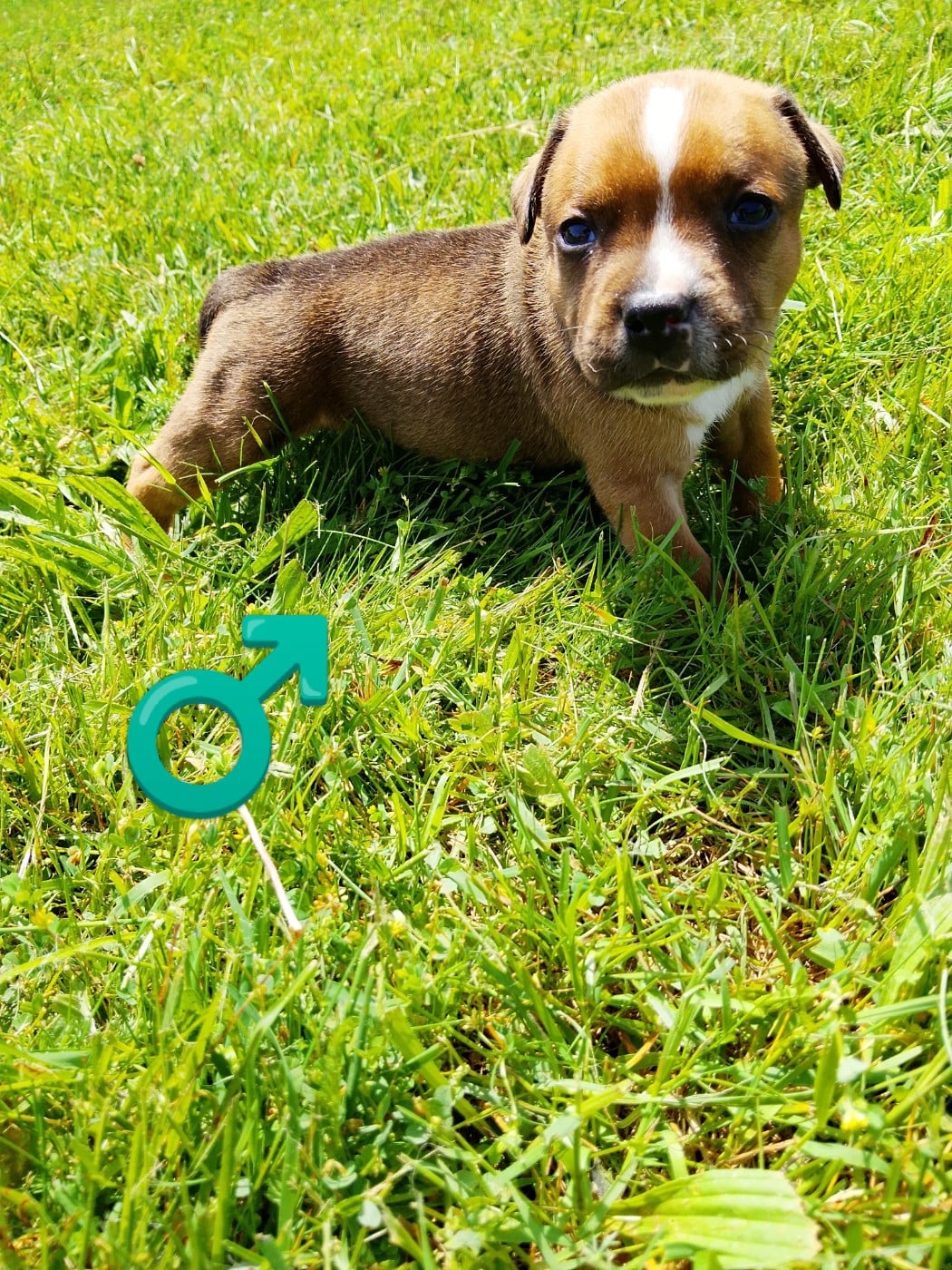 Chiot N°5